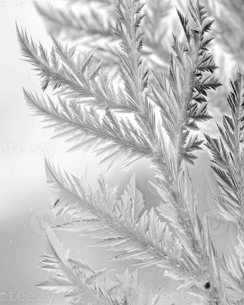 Natures paintbrush delicately creates frost patterns turning ordinary glass into a winter wonderland. Black and white art. photo