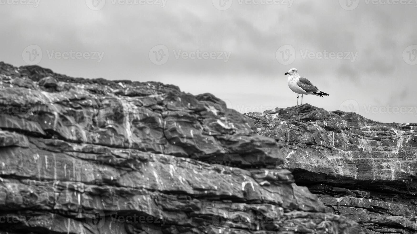 A single seagull standing alone on a desolate rocky coastline. Black and white art. photo