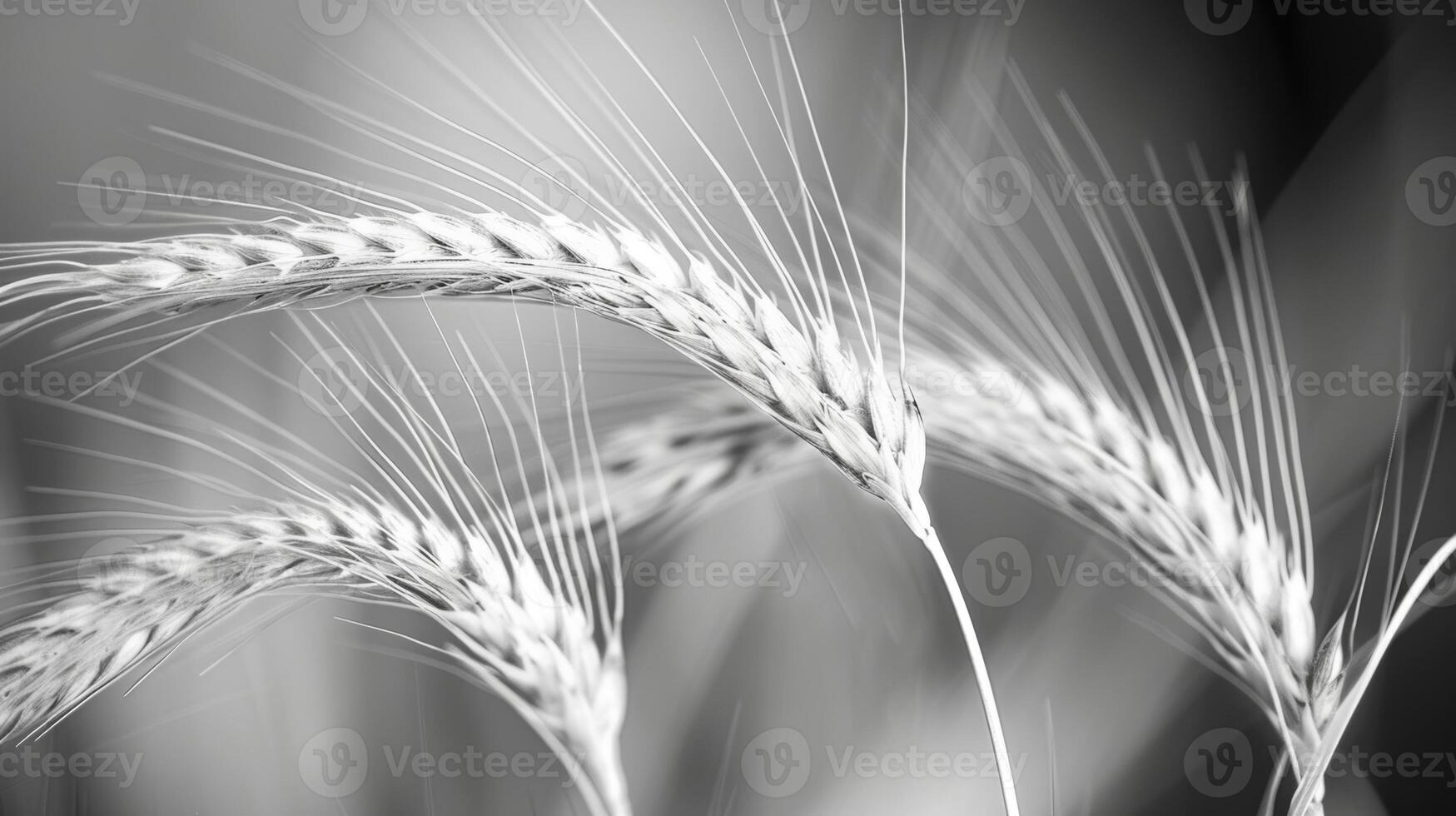 An intimate view of the intricate details of wild grasses. Black and white art. photo