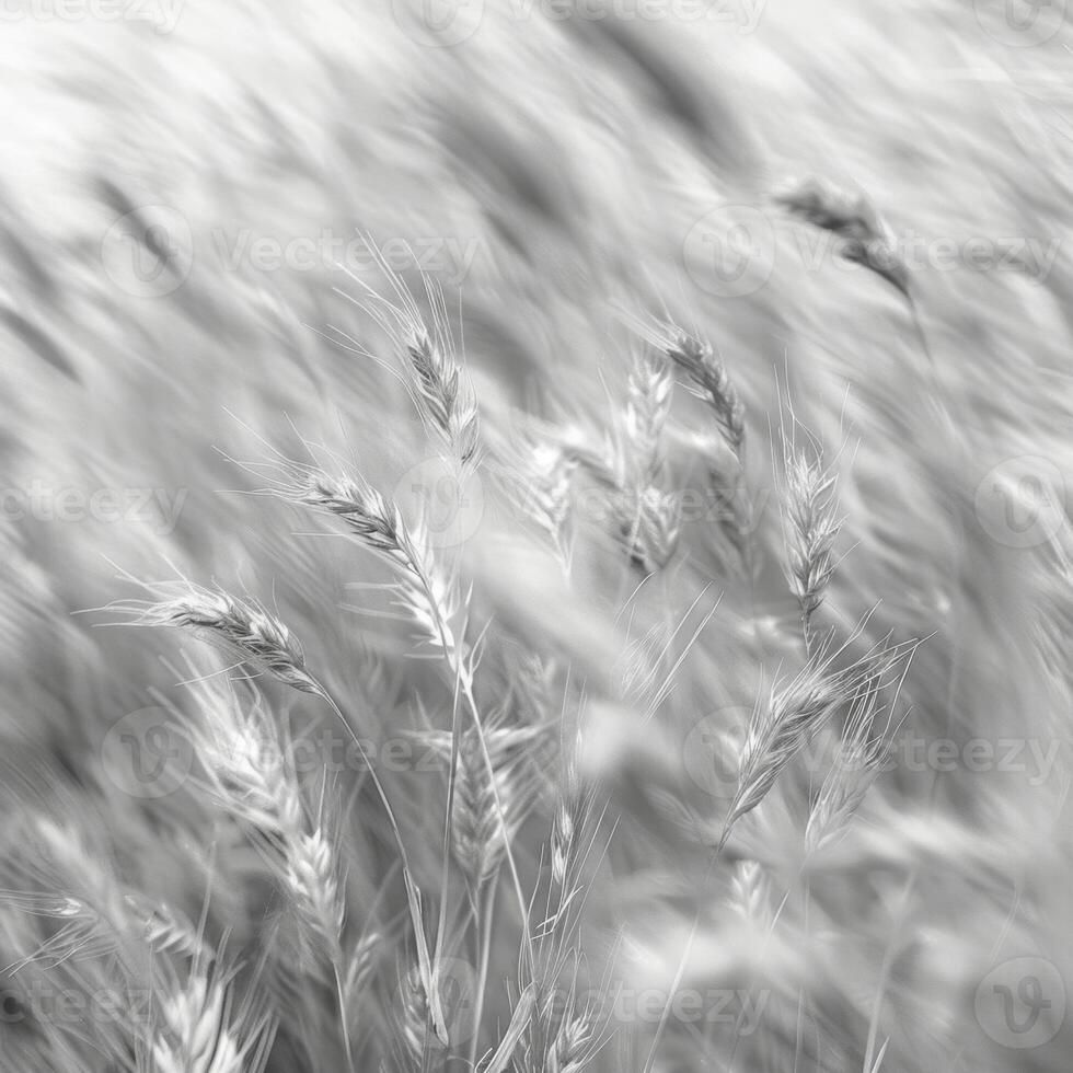 The prairie is alive with the movement of wild grasses in this closeup shot. Black and white art. photo