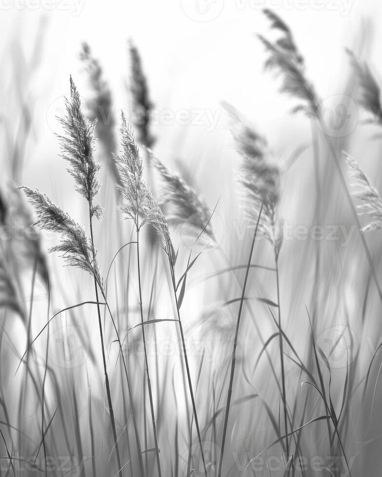 The wild grasses create a natural curtain obscuring the background and drawing the focus to their subtle beauty. Black and white art. photo