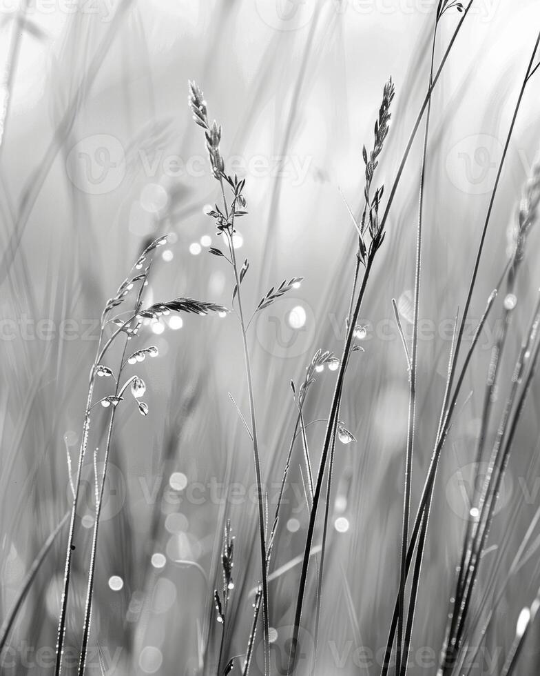 A closeup of wild grasses revealing small dew droplets clinging to the thin blades. Black and white art. photo