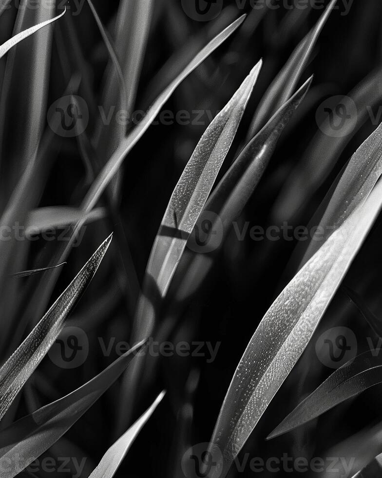 A closer look at the blades of grass highlighting their unique shapes and patterns. Black and white art. photo