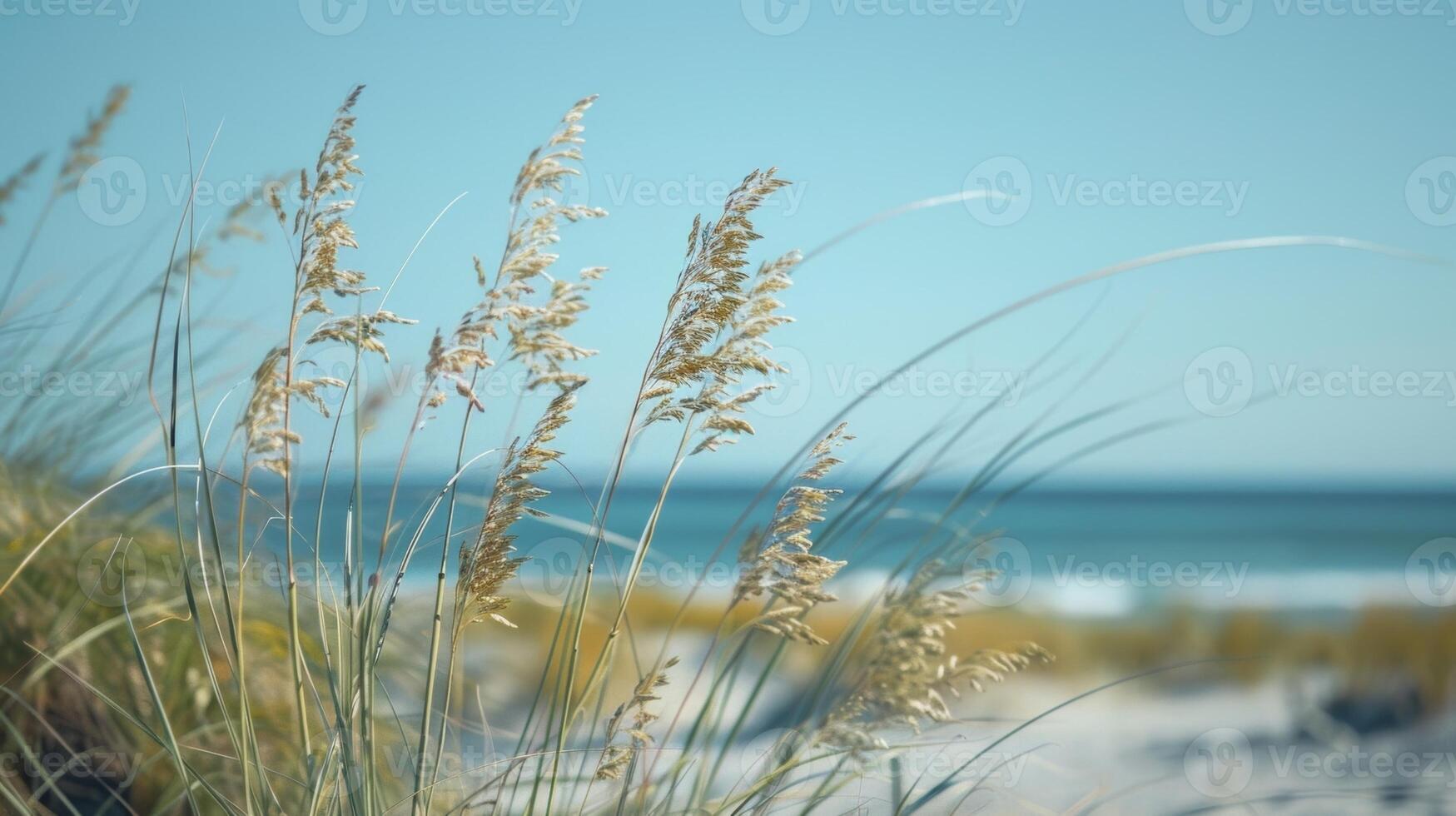 The salty sea breeze fills the air carrying with it the faint scent of saler and seagrass photo