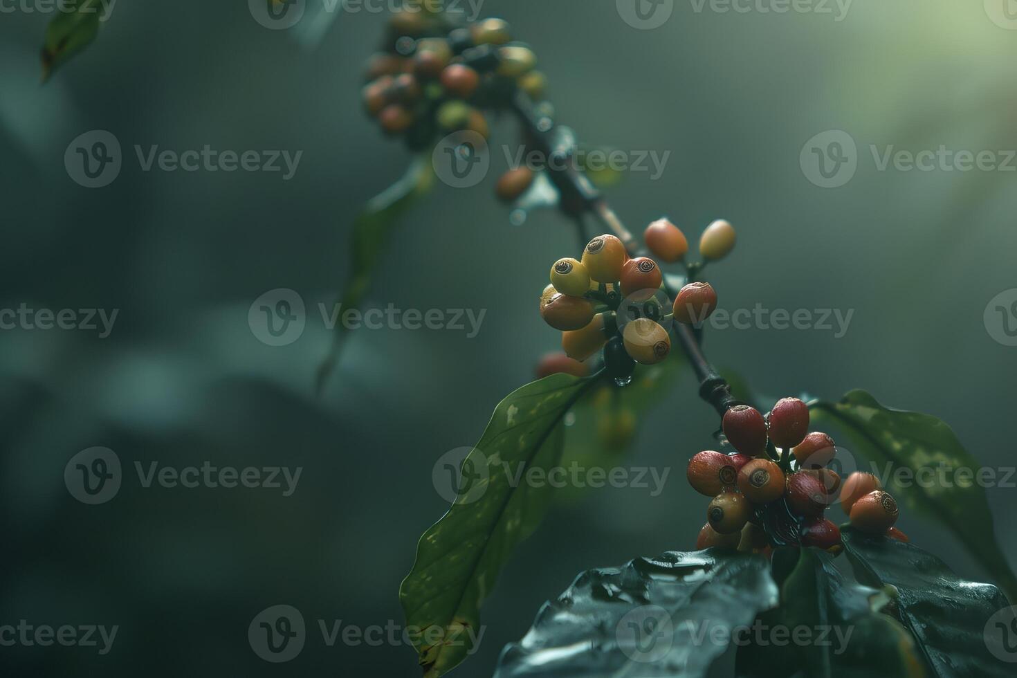 Ripening coffee beans on branch photo