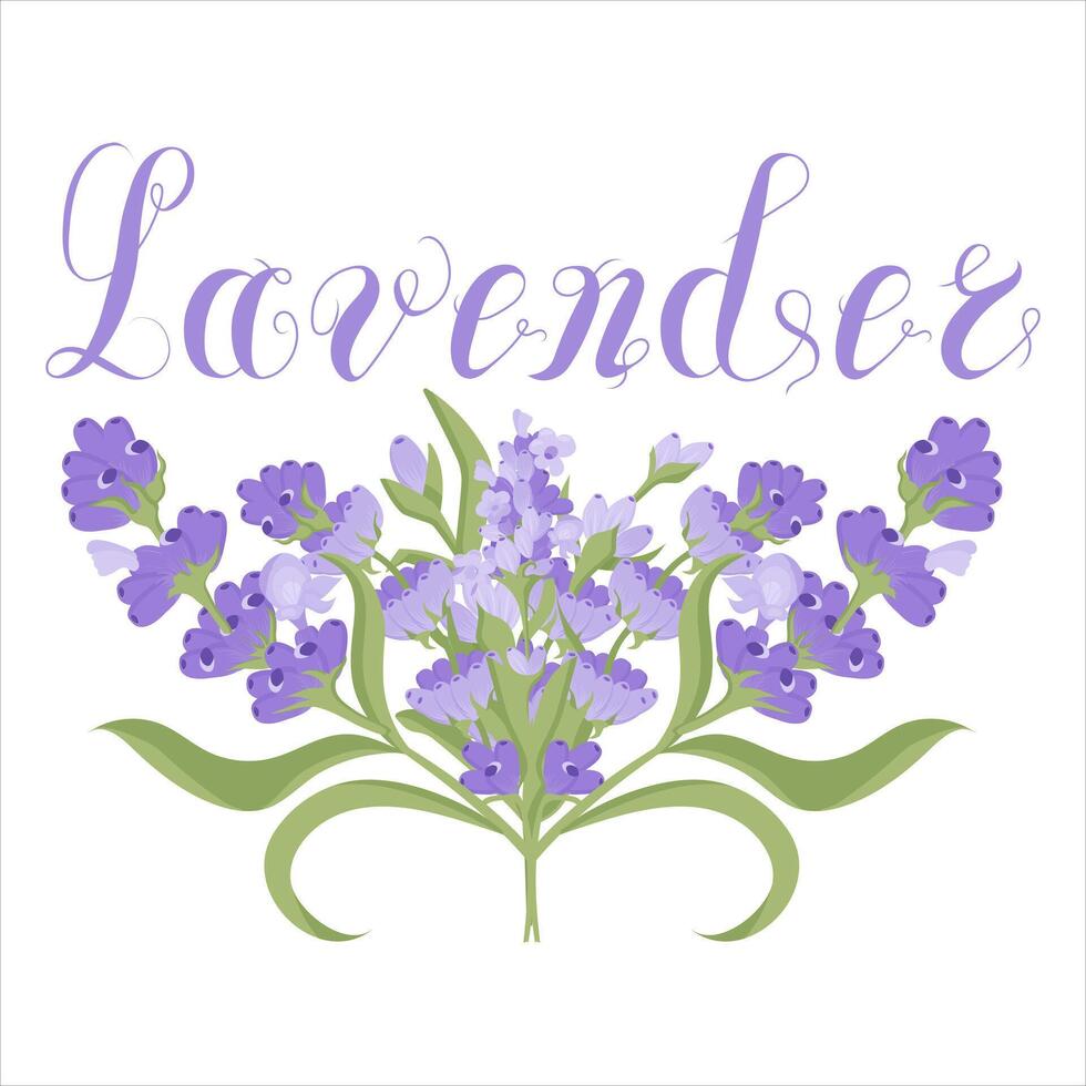 Lettering Lavender. illustration isolated on white background. vector