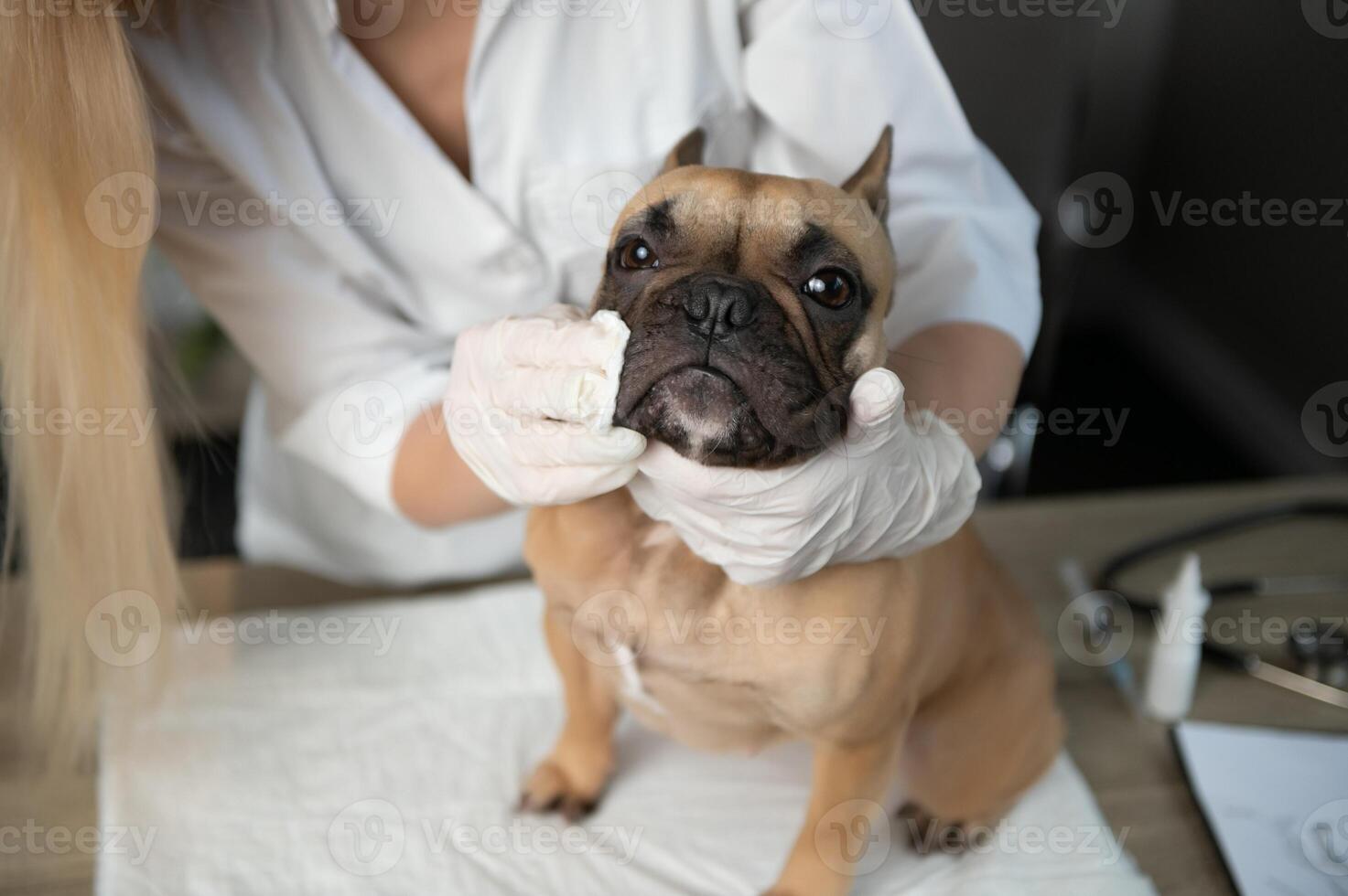 A veterinarian examines a dog. Selective focus on the dog. High quality photo