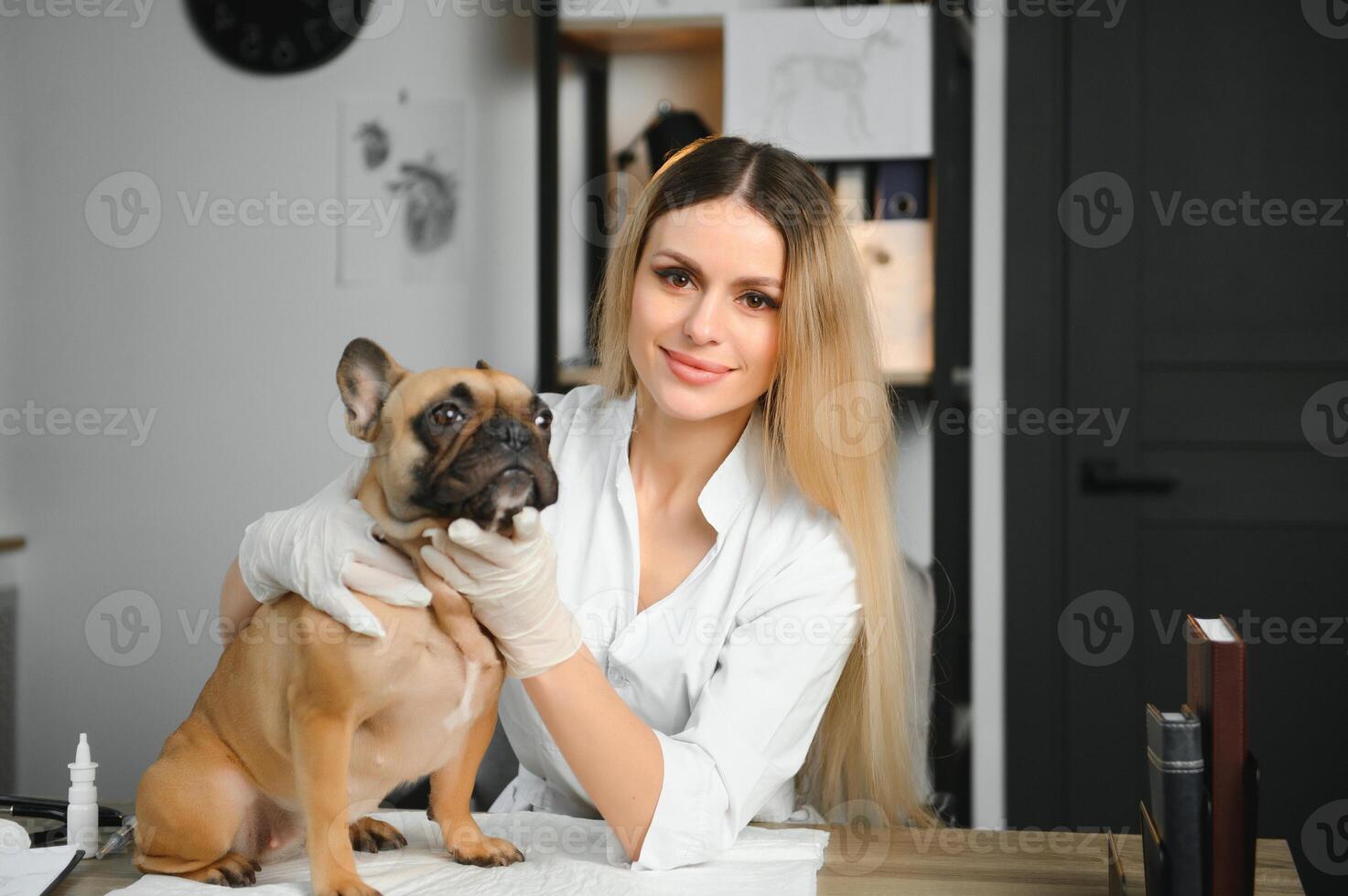 cheerful young veterinary taking care and examining a beautiful pet dog french bulldog photo