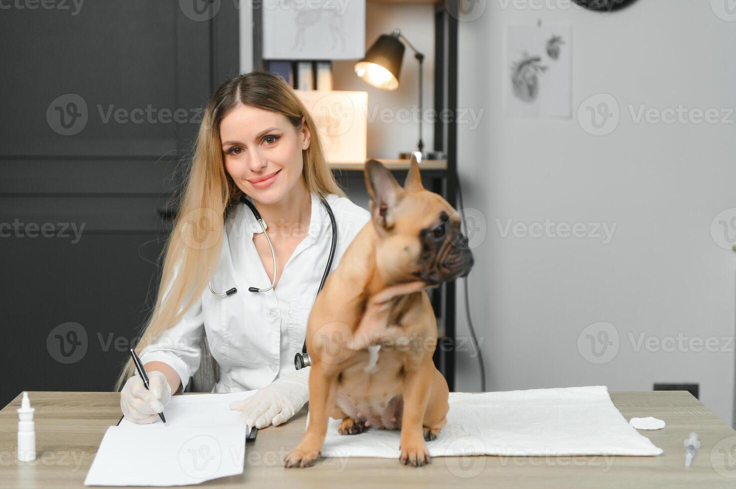 Veterinarian examining cute dog in clinic photo