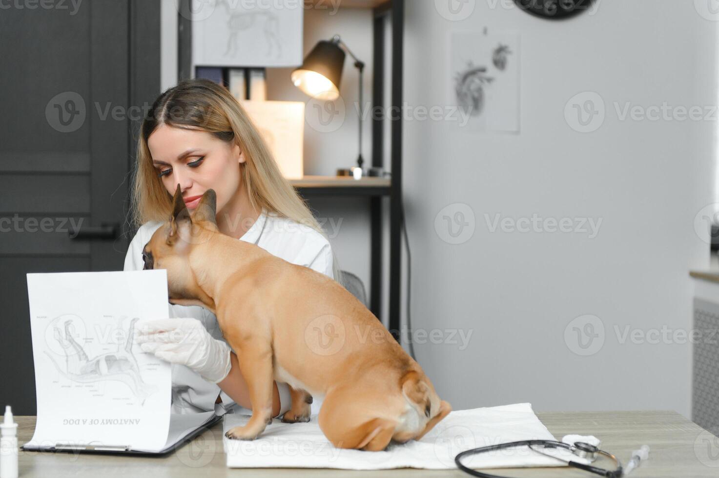 cheerful young veterinary taking care and examining a beautiful pet dog french bulldog photo