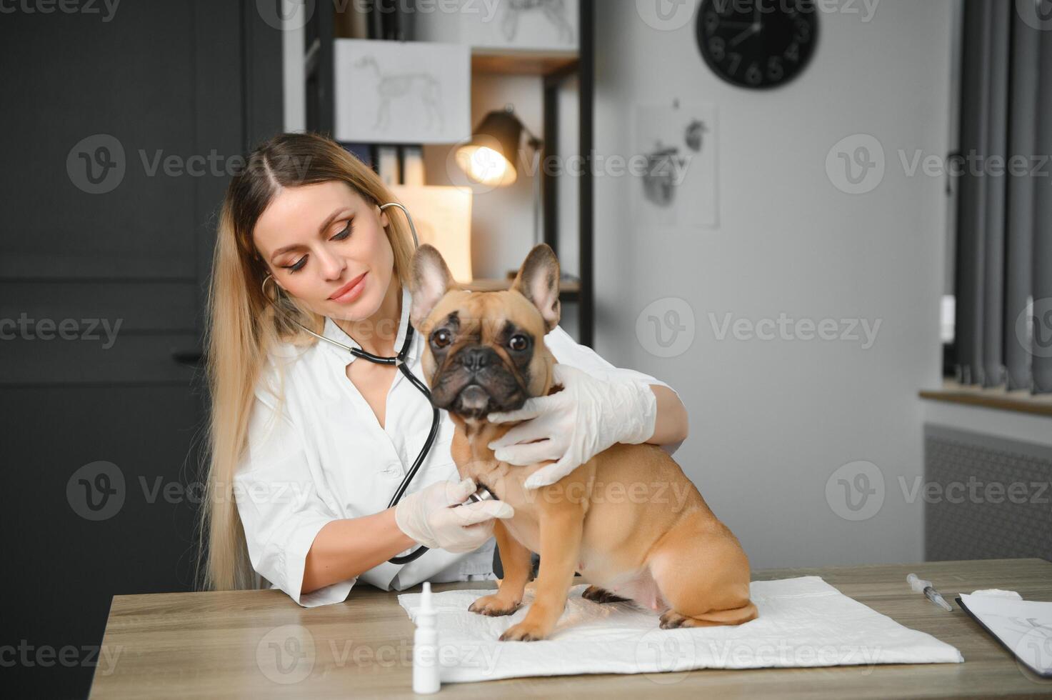 cheerful young veterinary taking care and examining a beautiful pet dog french bulldog photo