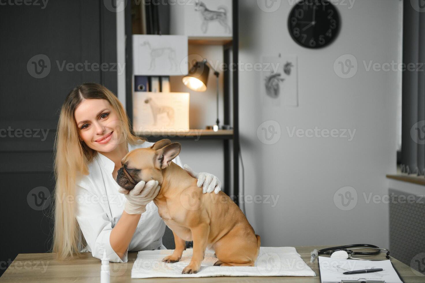 cheerful young veterinary taking care and examining a beautiful pet dog french bulldog photo