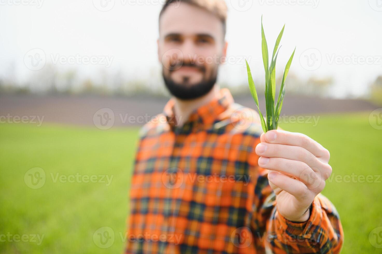 A young farmer inspects the quality of wheat sprouts in the field. The concept of agriculture photo