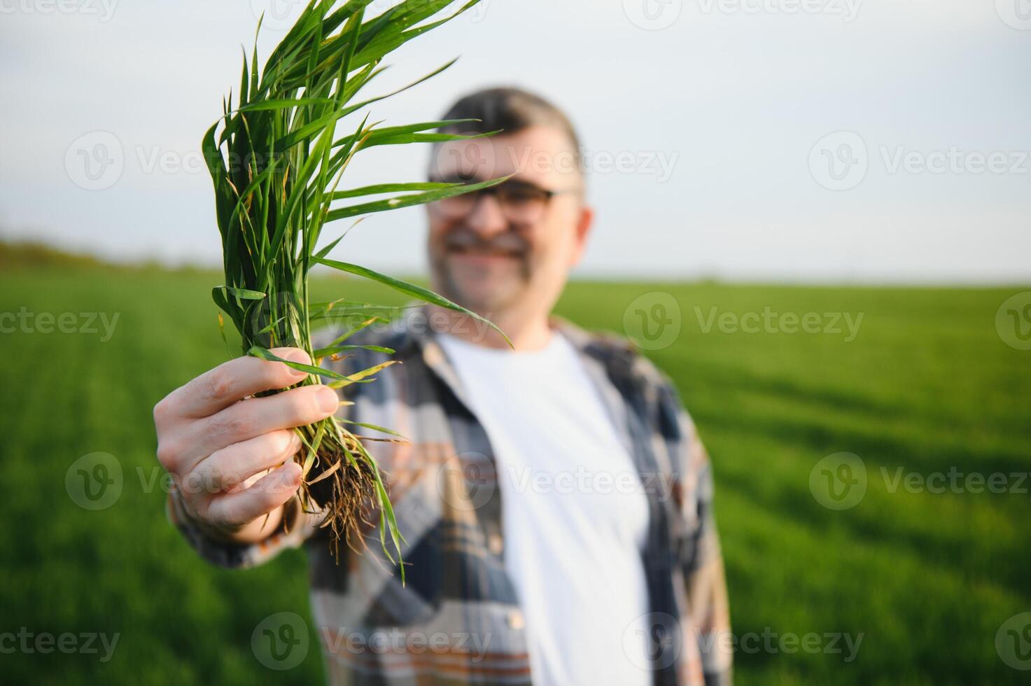 A young farmer inspects the quality of wheat sprouts in the field. The concept of agriculture. photo