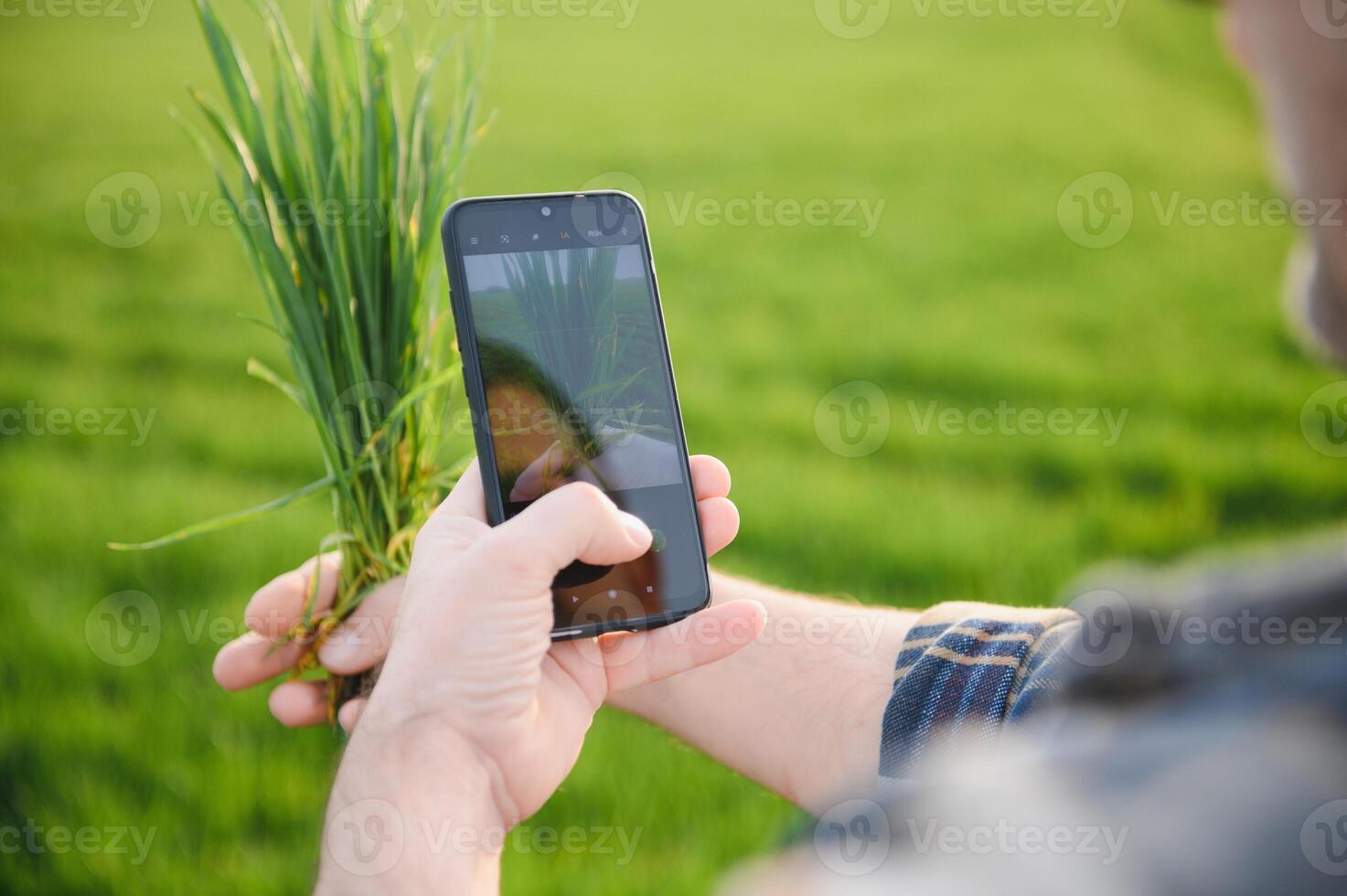 Portrait of senior farmer standing in wheat field examining crop during the day. photo