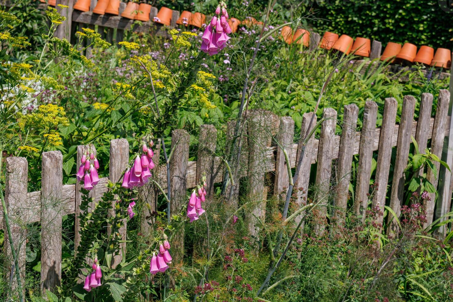 german garden at summer time photo