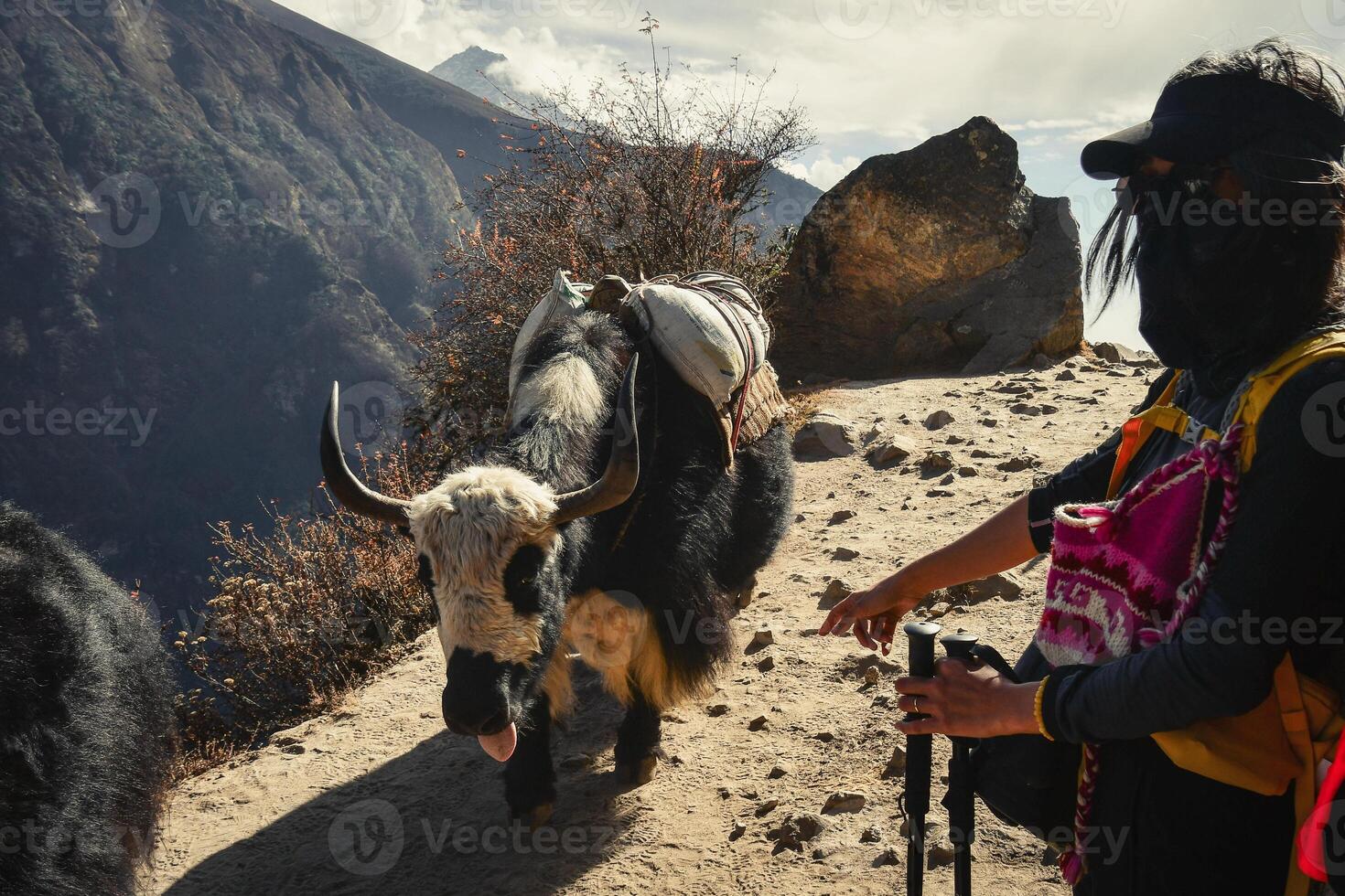 Giant tired Yak in hot conditions on mountain trail is carrying heavy weight load. EBC trekking porter service. Himalayas mountains animals photo