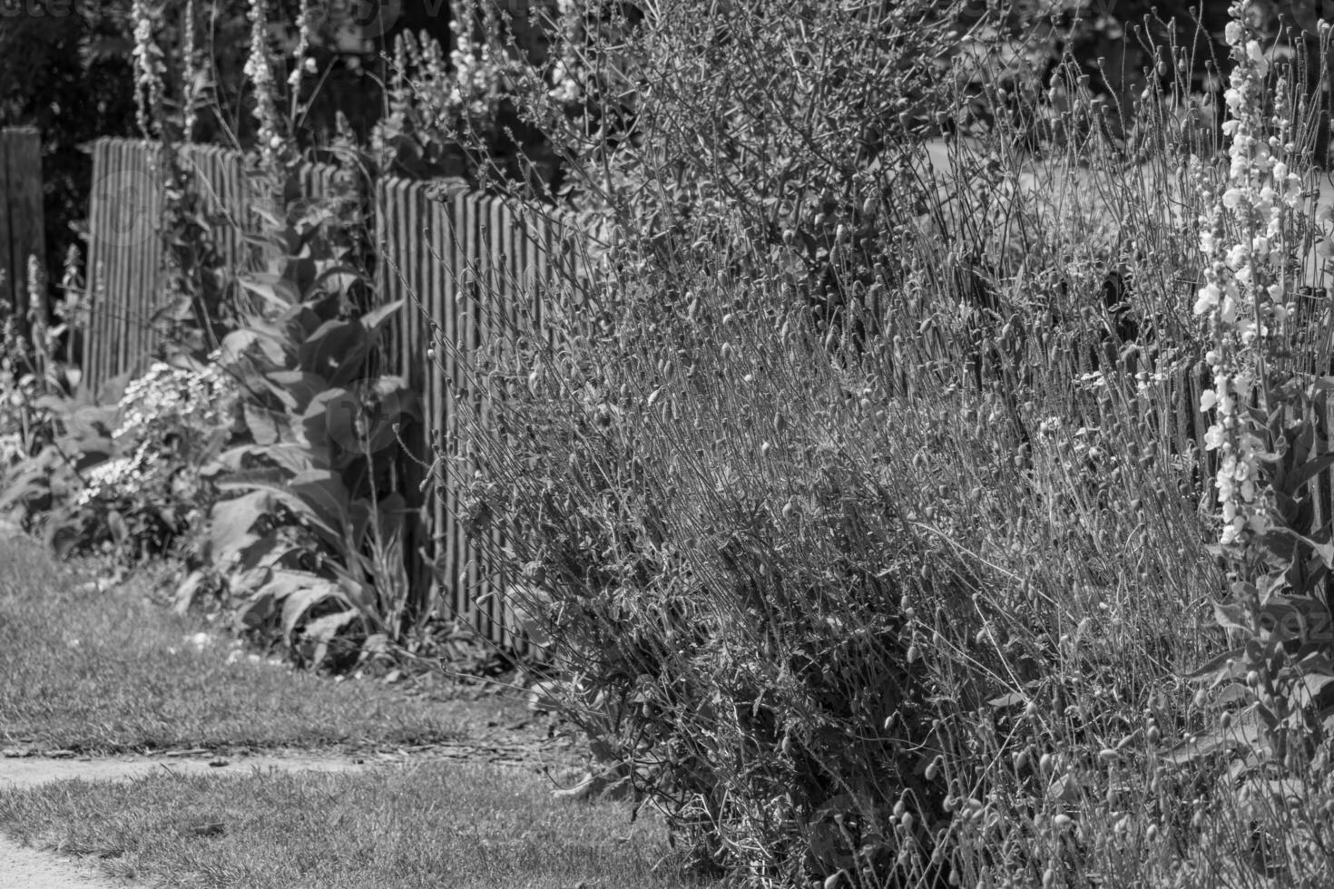 summer time in a german garden photo
