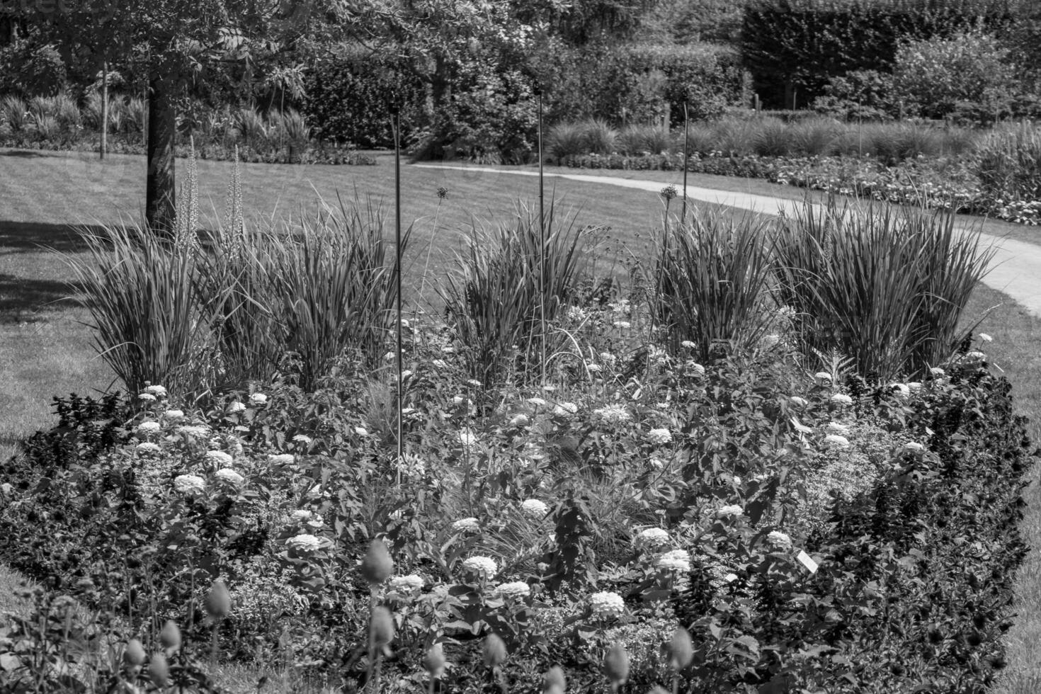 summer time in a german garden photo