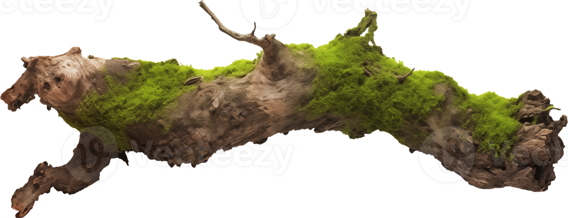Moss on rotten trunk and dirt png