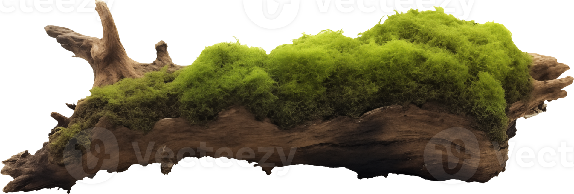 Moss on rotten trunk png