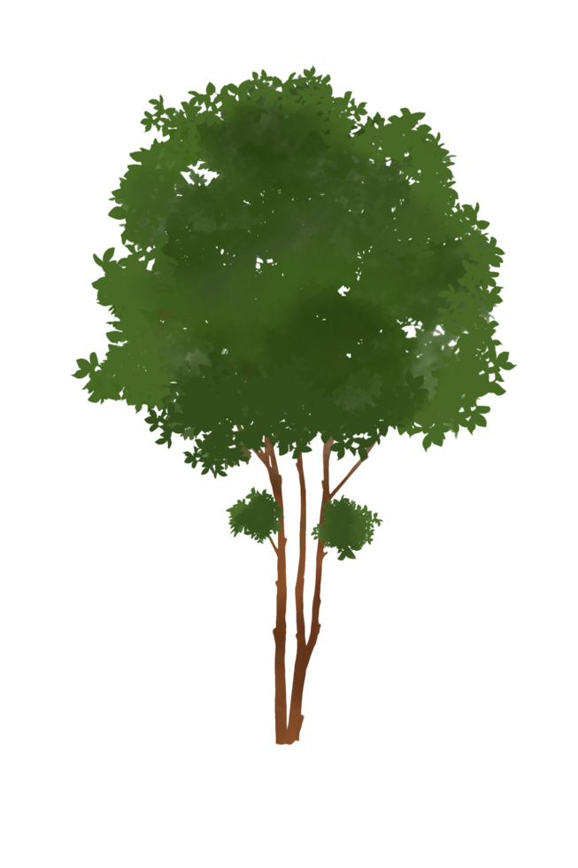 Illustration a beautiful blooming green tree in watercolor isolated on a transparent background png