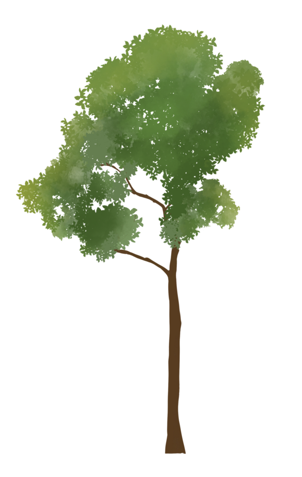 Illustration of a green watercolor tree isolated on a transparent background png