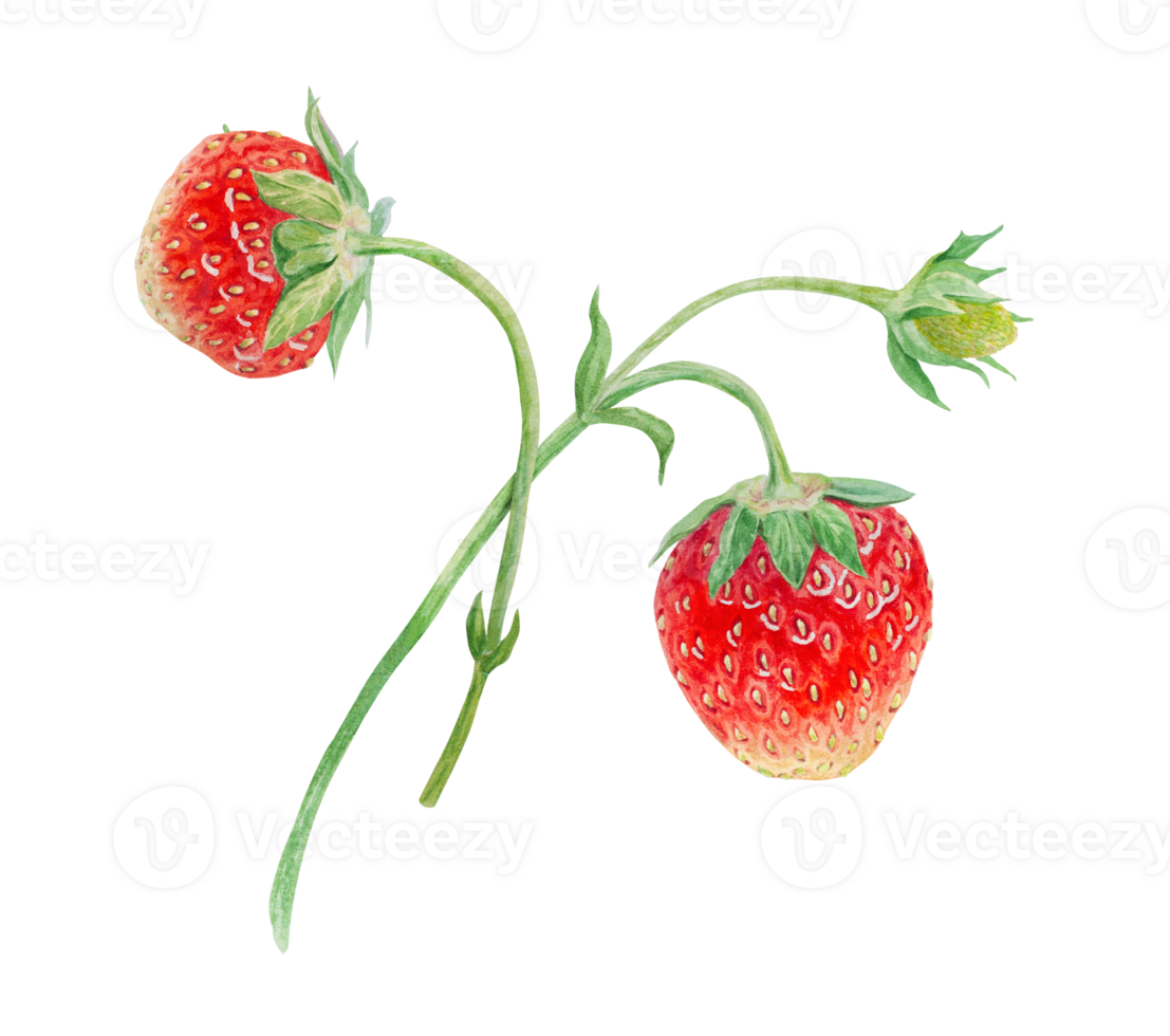 Red strawberry hand drawn watercolor illustration. Delicious food art, fresh botanical realistic painting. Summer sweet berry clipart for restaurant, cafe menu, packaging of farm goods, vegan products png