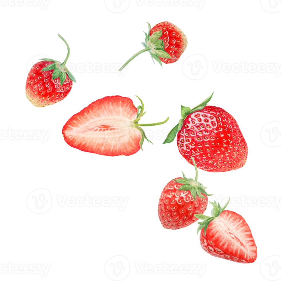 Red strawberry half, slice hand drawn watercolor illustration. Delicious food art, fresh botanical realistic painting. Summer berry clipart for cafe menu, packaging of farm goods, vegan products png