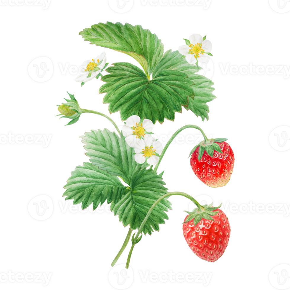 Red strawberry with white flowers bush handdrawn watercolor illustration. Food art, fresh botanical realistic painting. Summer sweet berry clipart for restaurant, cafe menu, farm goods, vegan products png