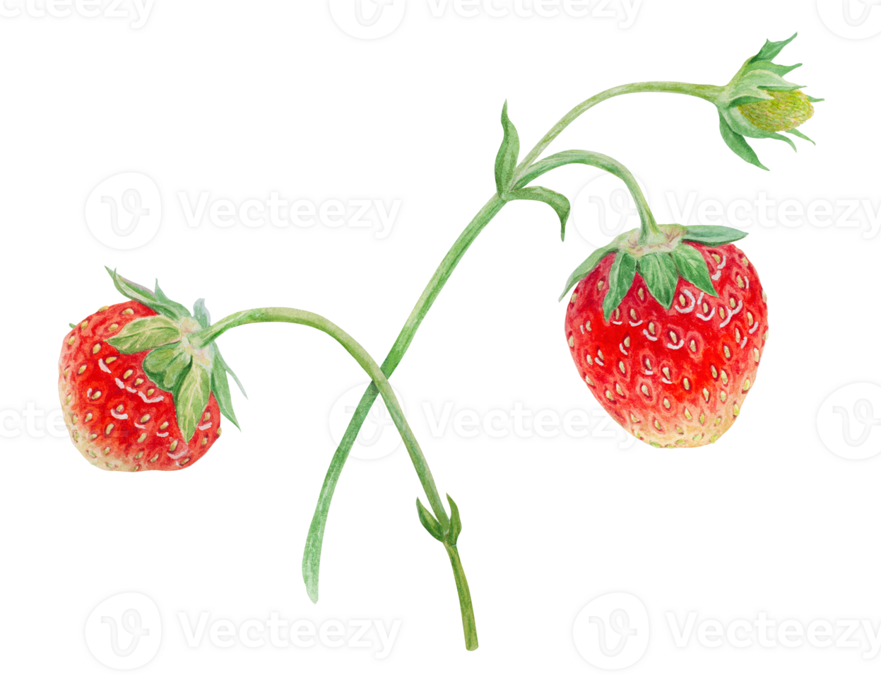 Red strawberry hand drawn watercolor illustration. Delicious food art, fresh botanical realistic painting. Summer sweet berry clipart for restaurant, cafe menu, packaging of farm goods, vegan products png