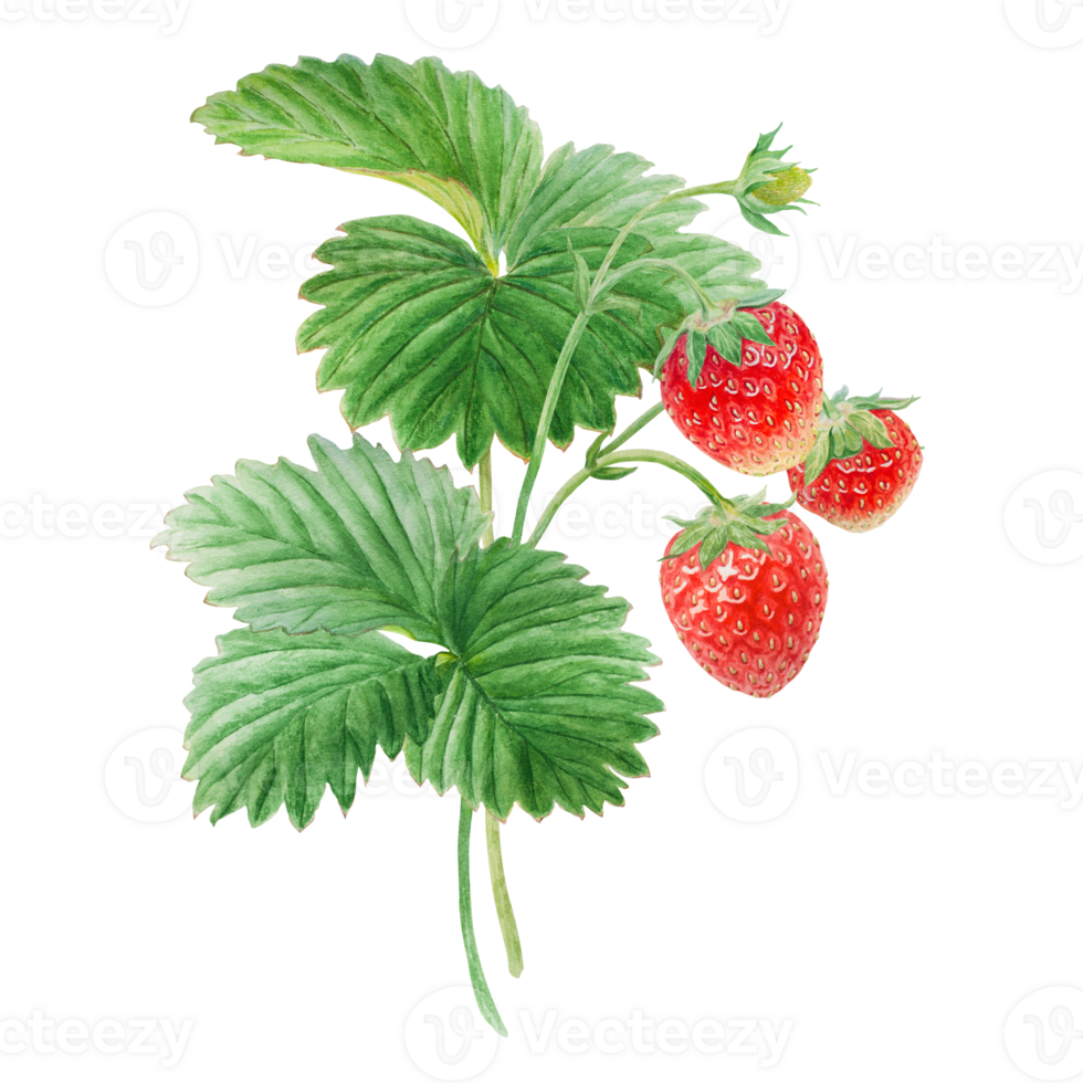 Red strawberry bush hand drawn watercolor illustration. Delicious food art, fresh botanical realistic painting. Summer sweet berry clipart for restaurant, cafe menu, farm goods, vegan products png