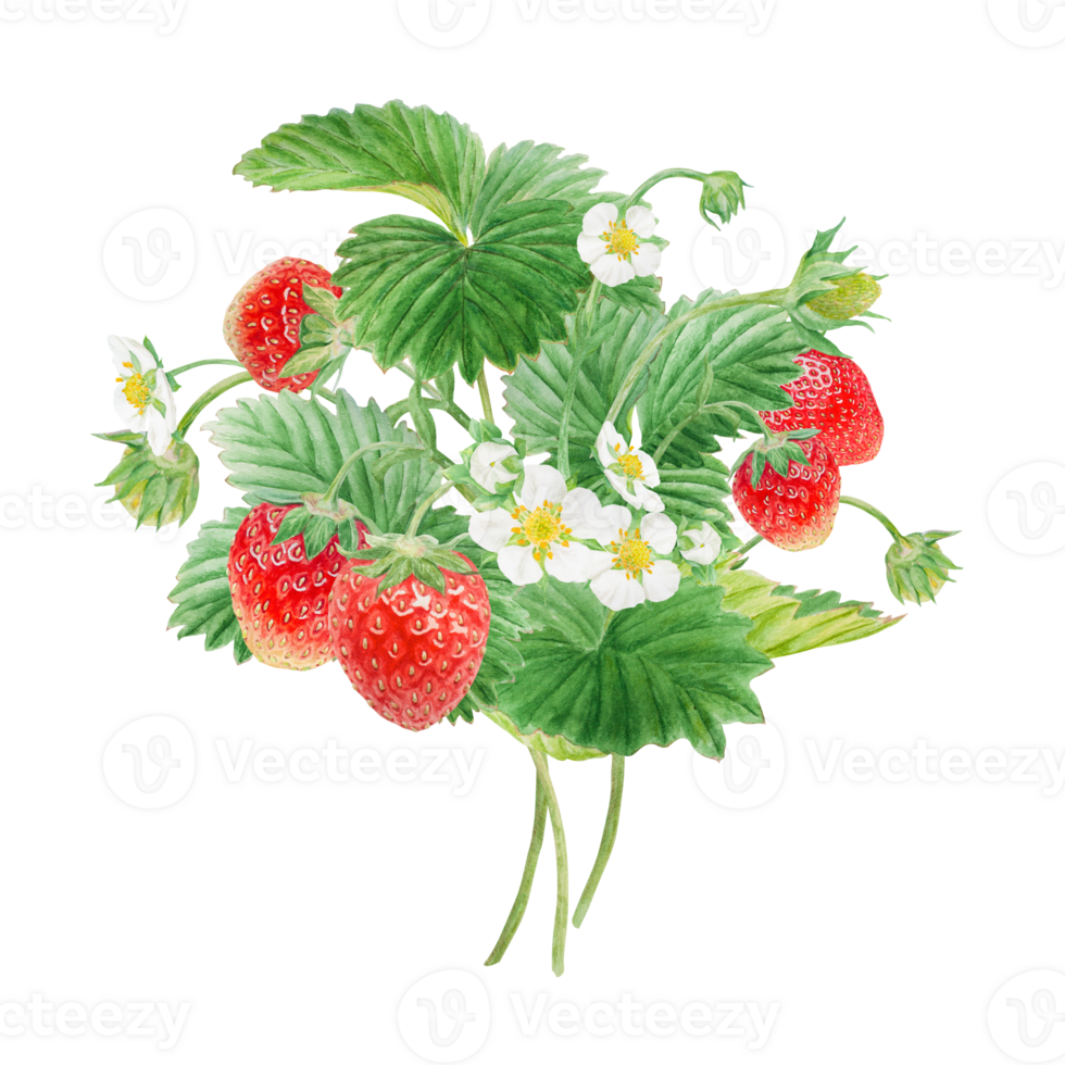 Red strawberry with white flowers bush handdrawn watercolor illustration. Food art, fresh botanical realistic painting. Summer sweet berry clipart for restaurant, cafe menu, farm goods, vegan products png