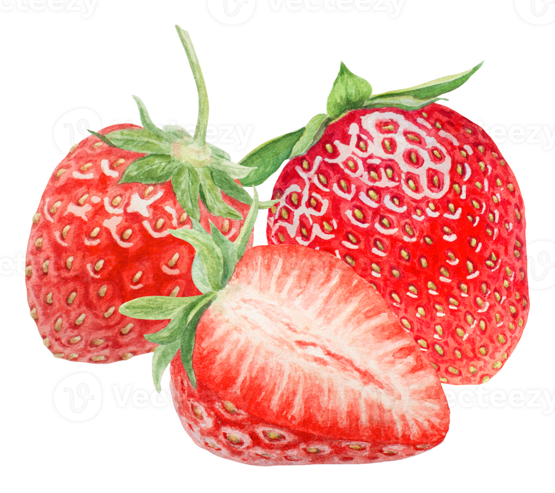 Red strawberry half, slice hand drawn watercolor illustration. Delicious food art, fresh botanical realistic painting. Summer berry clipart for cafe menu, packaging of farm goods, vegan products png