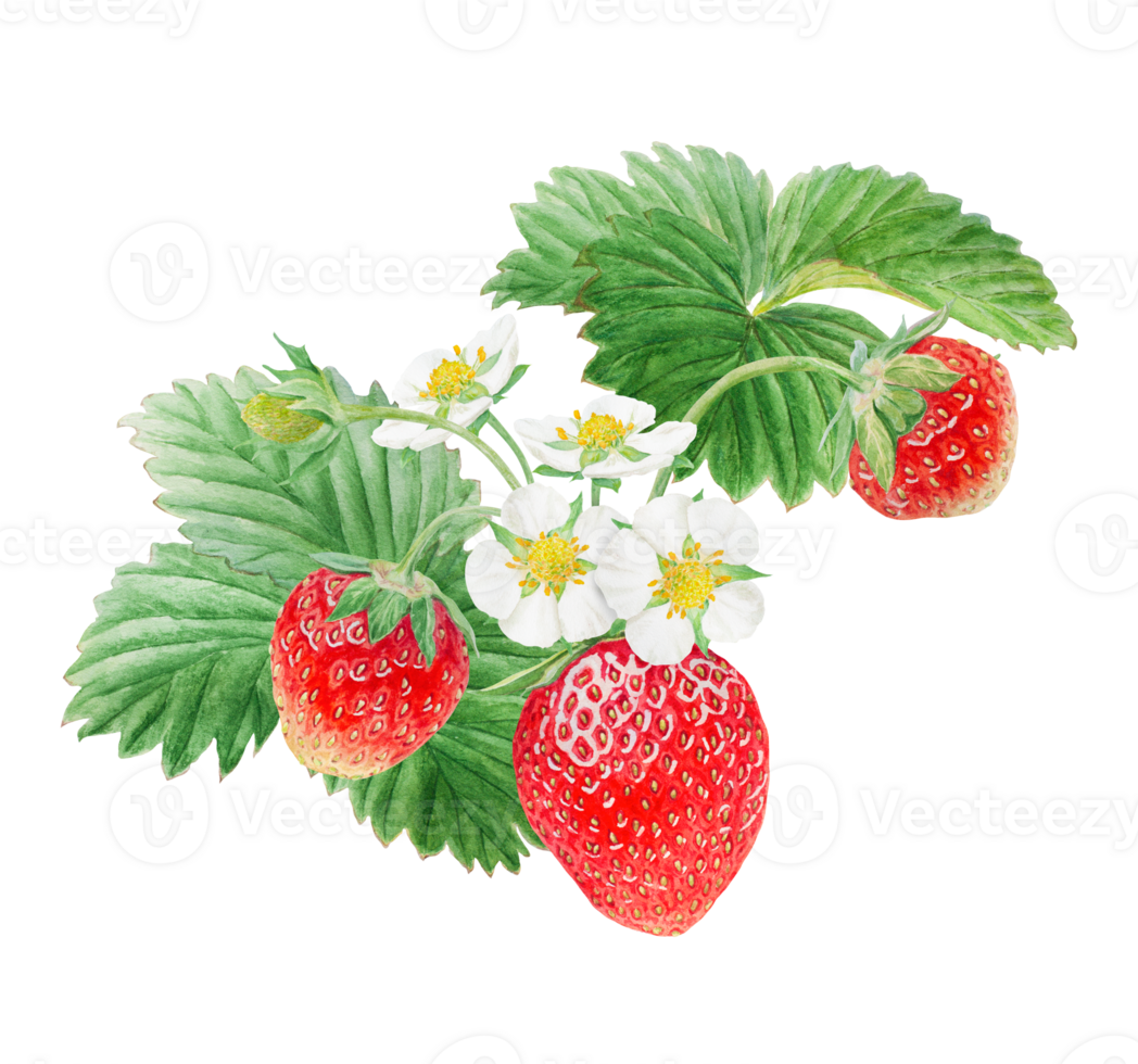 Red strawberry with white flowers bush handdrawn watercolor illustration. Food art, fresh botanical realistic painting. Summer sweet berry clipart for restaurant, cafe menu, farm goods, vegan products png