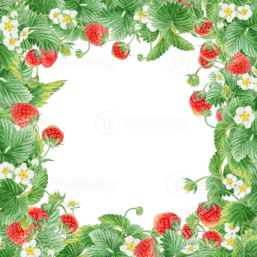 Red strawberry with white flowers, green leaves frame, border. Hand drawn watercolor ornament. Delicious food art, fresh botanical realistic painting. Summer berry banner for menu, packaging, prints png