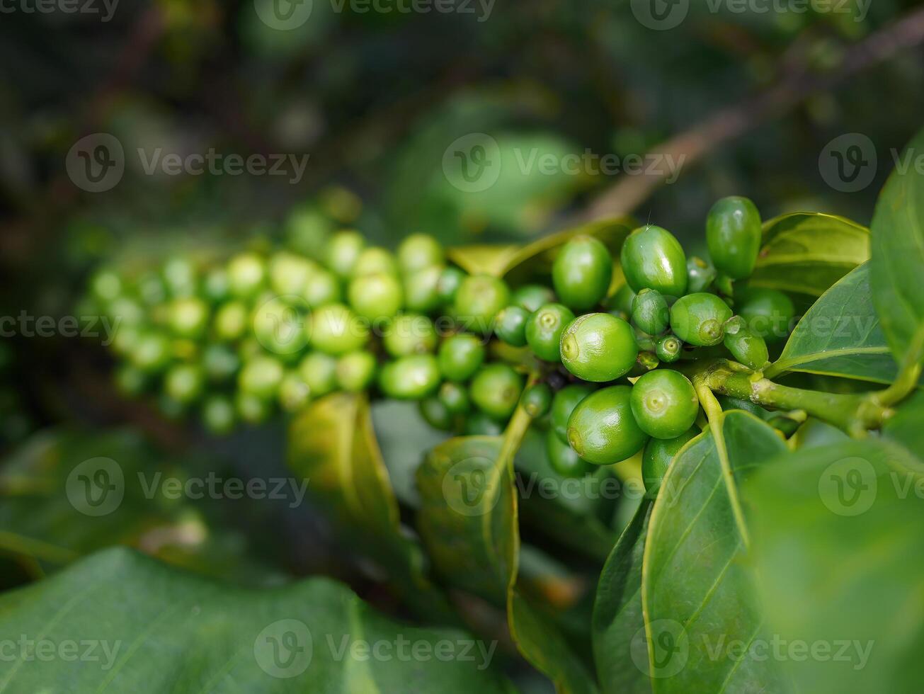 Green coffee beans, coffee bush, unripe coffee beans on coffee tree, Natural Caffeine, selective focus with blurred background, copy space for advertising photo