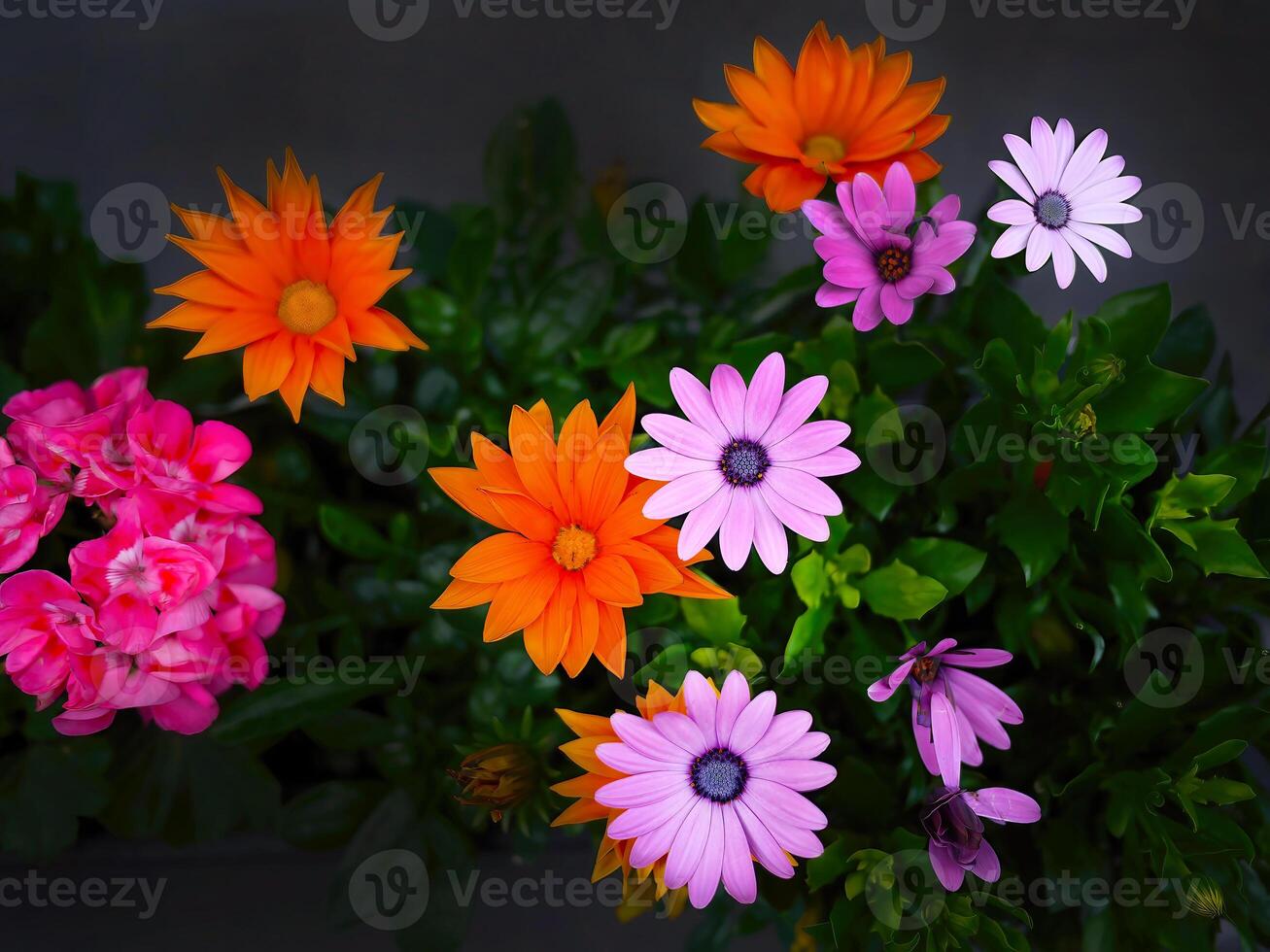Directly above view of Osteospermum, Dimorphotheca or daisy bushes or African daisy with other colorful flora, pink, magenta, orange, in dark background photo