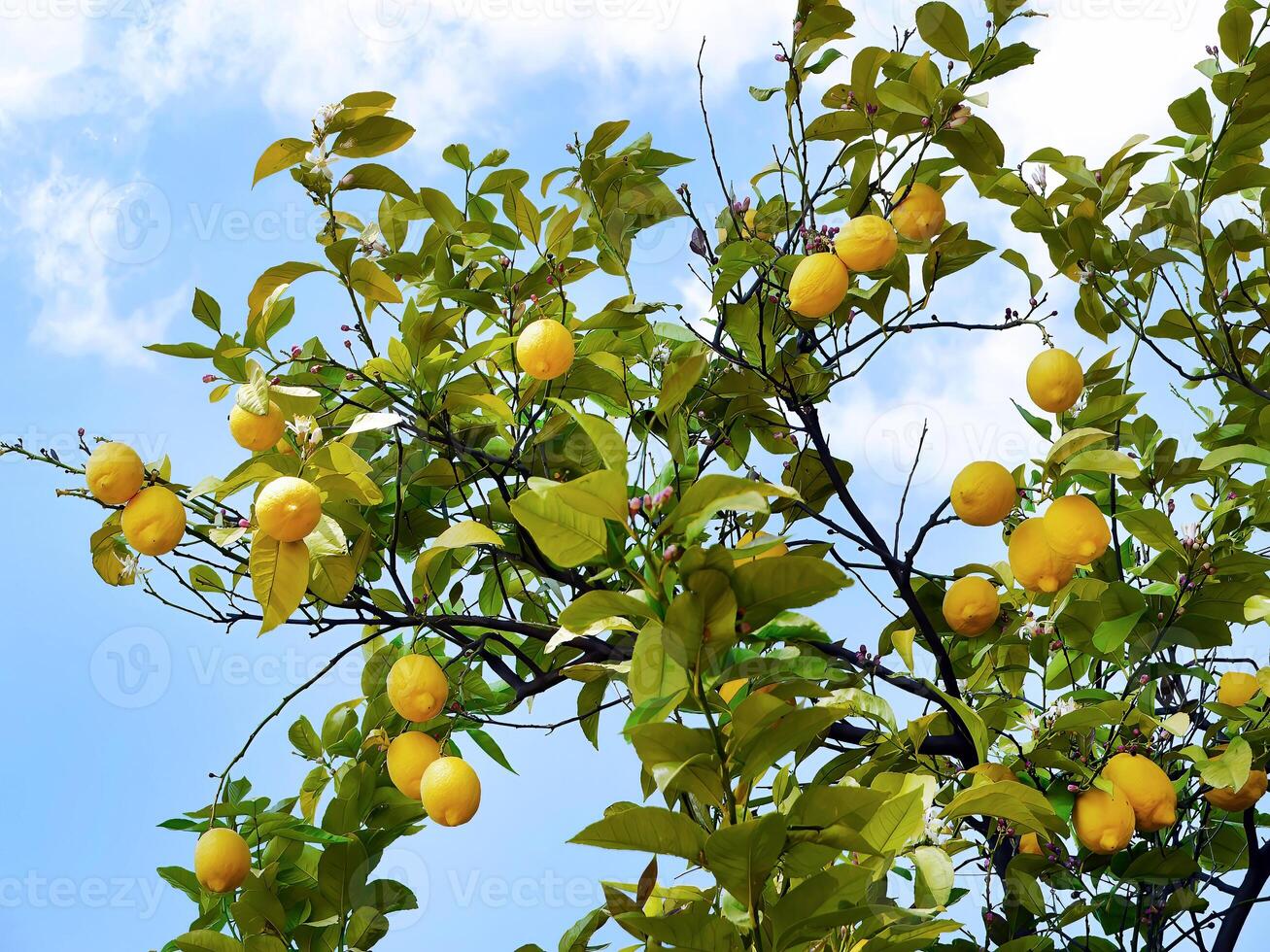 Low angle view of Lemon tree with branch of fresh ripe fruits, green leave in sunlight blue sky, Mediterranean citrus grove photo