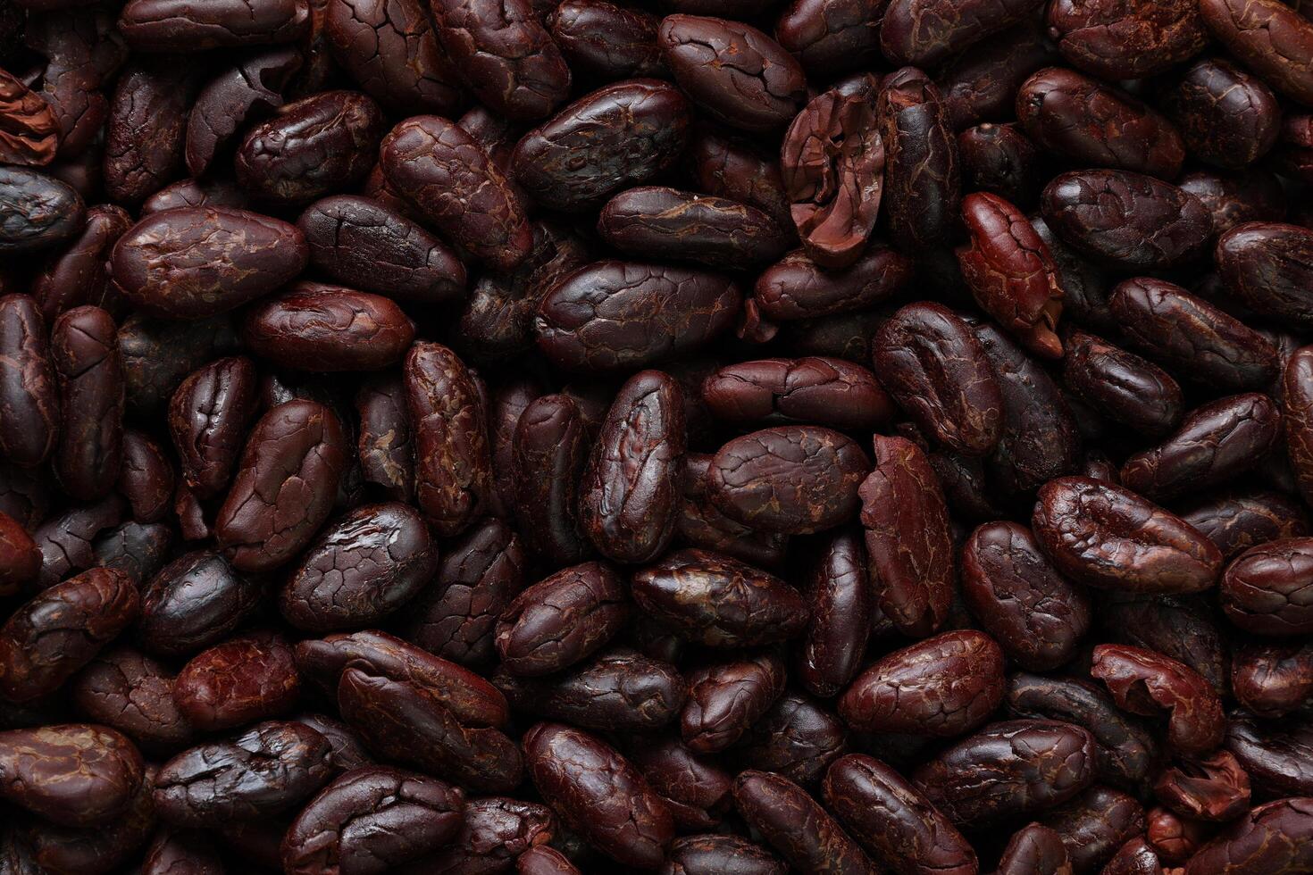 Brown roasted cocoa beans seeds, cocoa bean photo