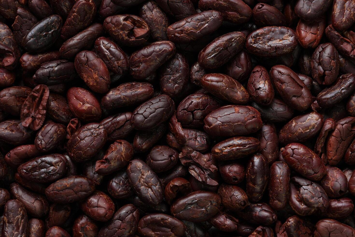 Brown roasted cocoa beans seeds, cocoa bean photo