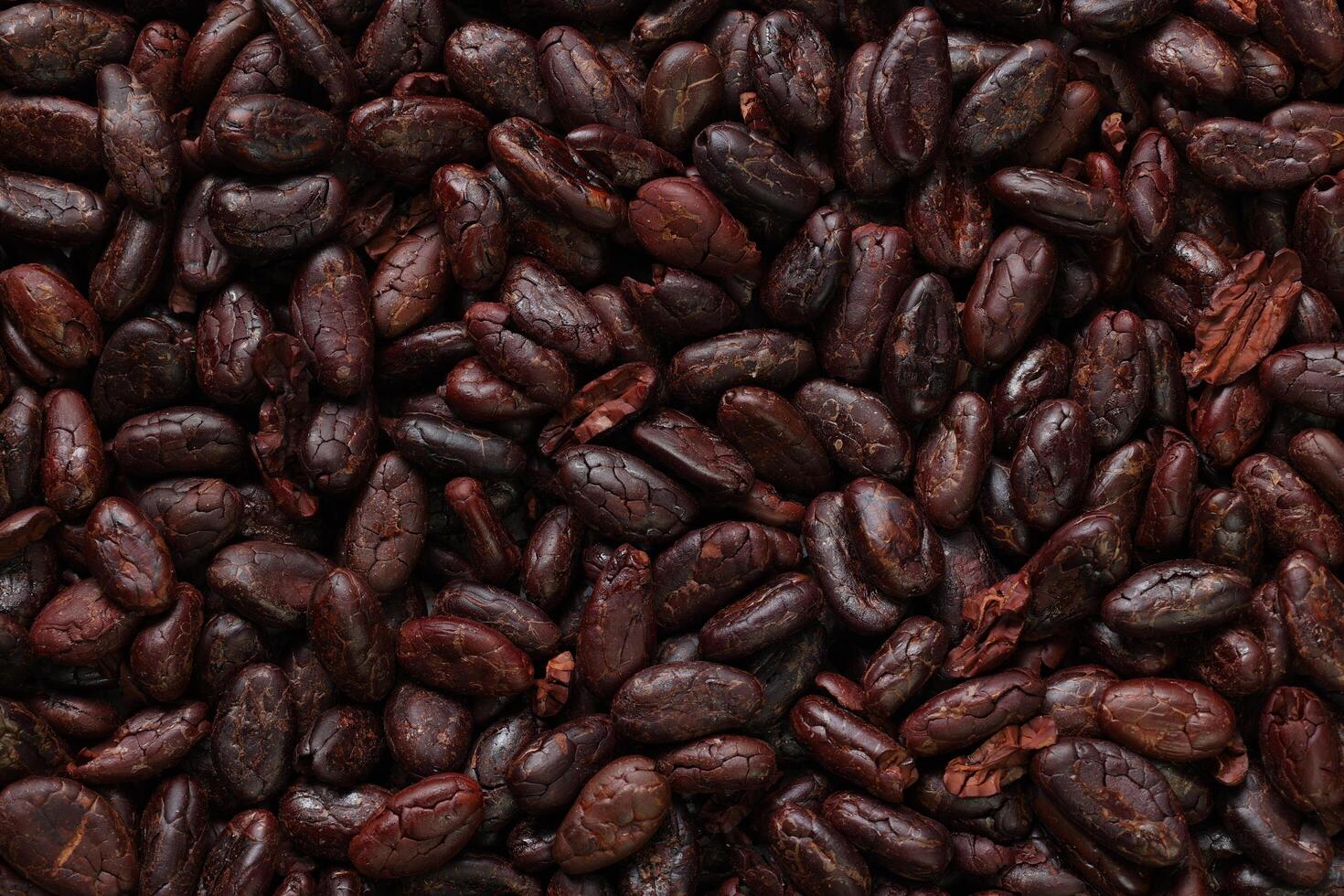 Brown roasted cocoa beans seeds, cocoa bean photo