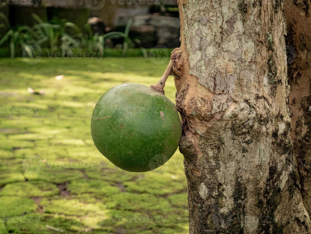 exotic fruit from Asia that bears fruit directly from the stem of the plant photo