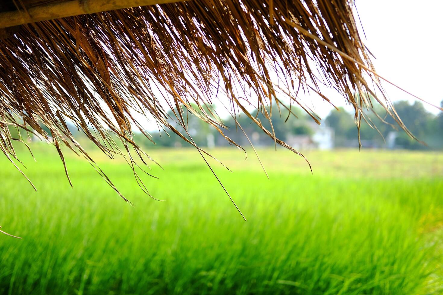 closed up tropical thatched hut Located on a rice field for relaxing and resting after rice farming in thailand photo