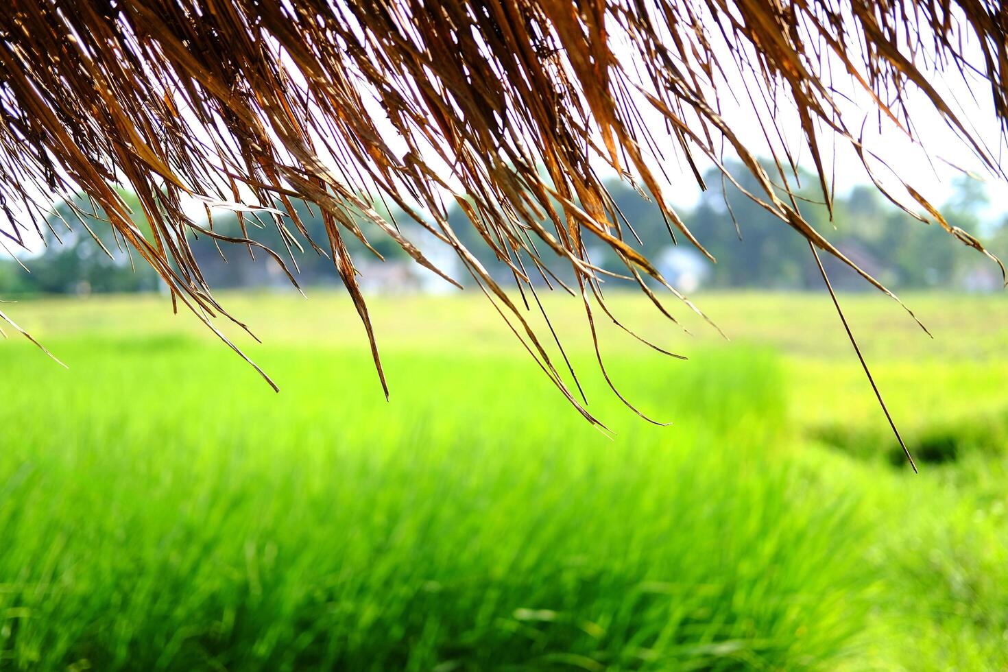 closed up tropical thatched hut Located on a rice field for relaxing and resting after rice farming in thailand photo