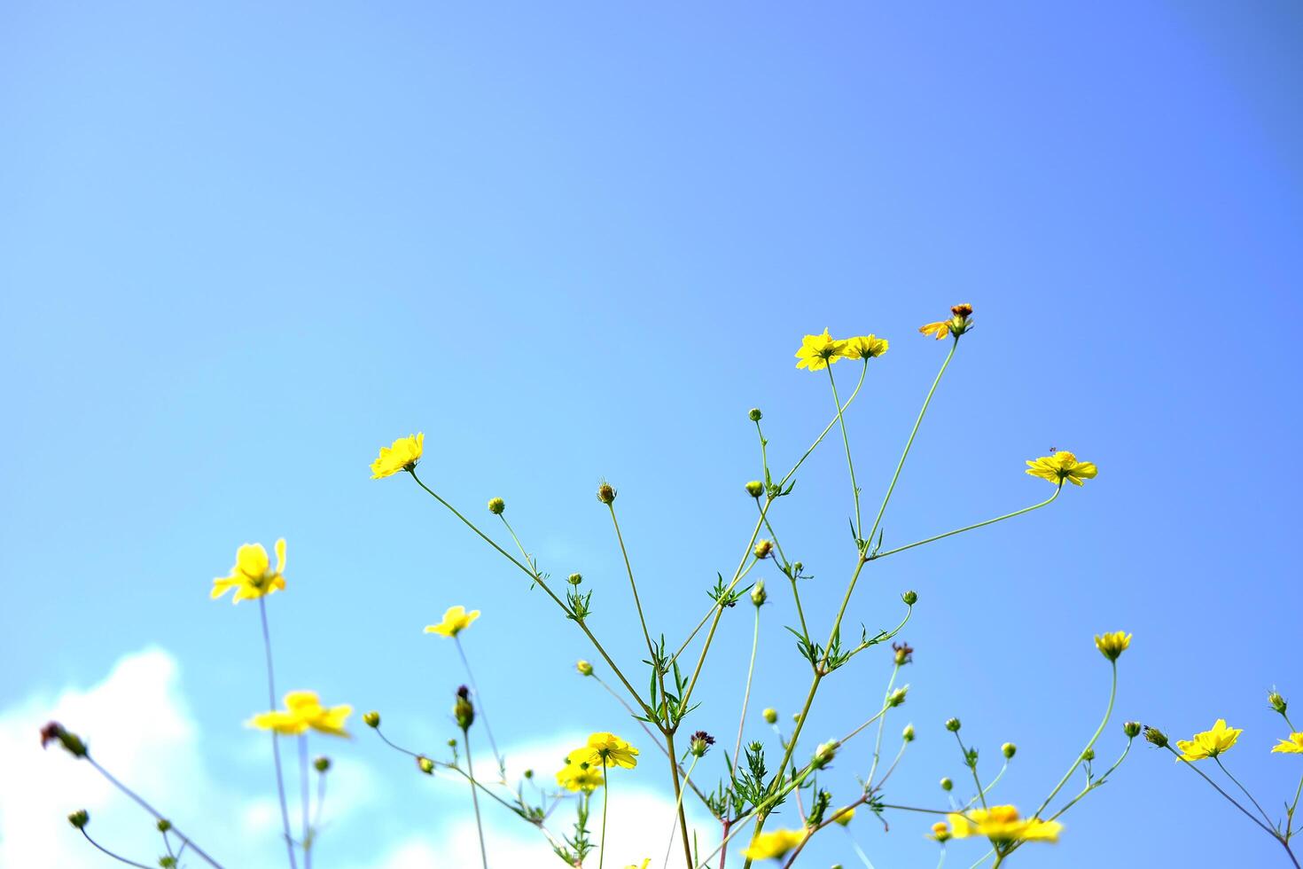 Blooming tropical yellow sulfur cosmos branch flowers with blue sky in summer. copy space photo