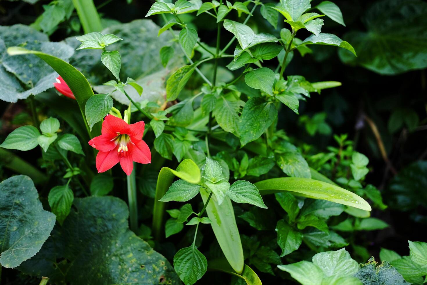 blooming red flower and wildflower in tropical forest photo