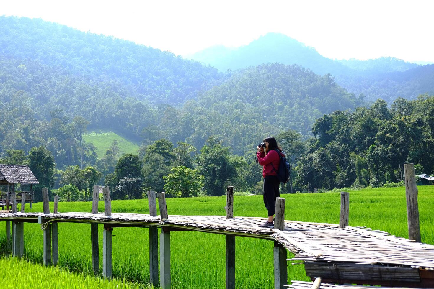 Asian female tourist and traveler take a photo for landscape view on wooden bridge for estination travel of greenery paddy rice field agriculture in Thailand.