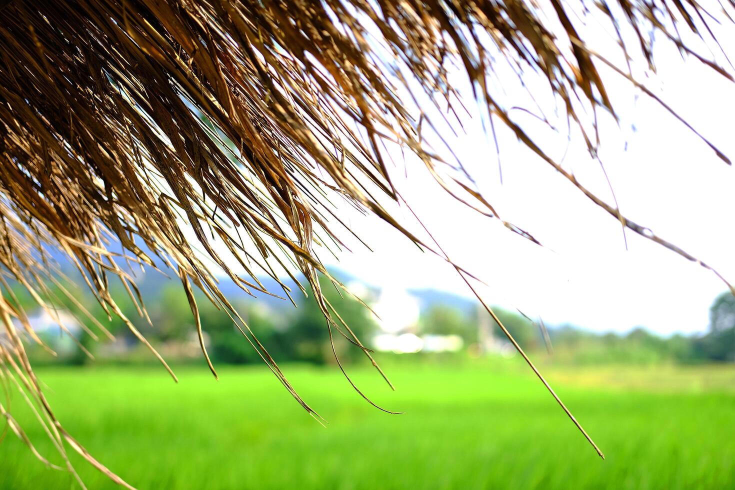closed up tropical thatched hut Located on a rice field for relaxing and resting after rice farming in thailand photo