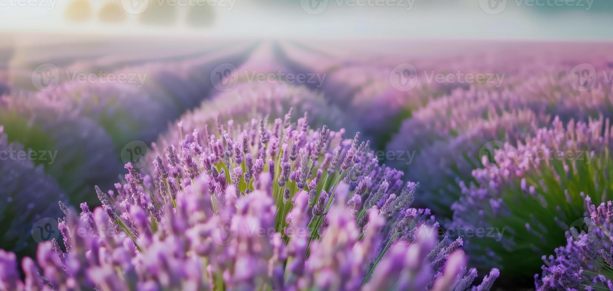Beautiful lavender field at sunrise with rows of blooming purple flowers stretching towards the horizon, creating a serene and peaceful scenery. photo